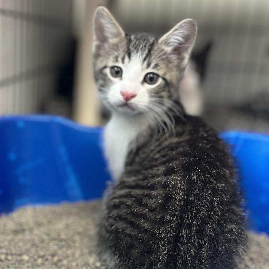 Enlarge Andra, a Adoptable Domestic Short Hair in Canton, IL image 2/3