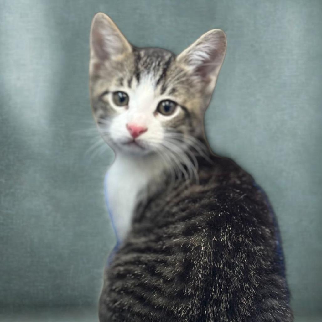 Enlarge Andra, a Adoptable Domestic Short Hair in Canton, IL image 3/3