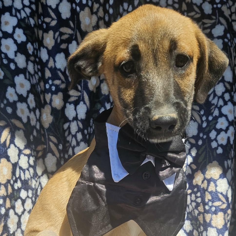 Rexy, Adoptable, Puppy Male Glen of Imaal Terrier & Belgian Shepherd / Malinois.