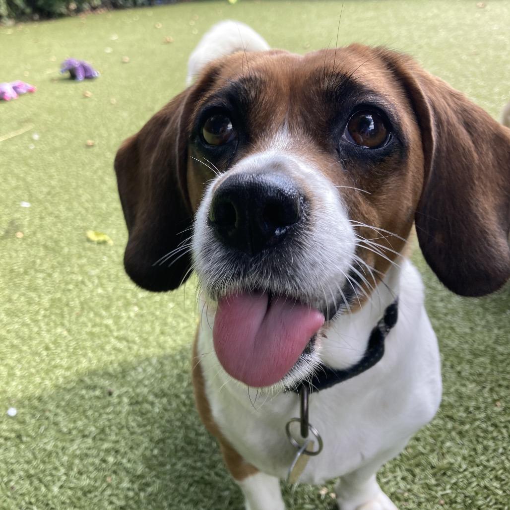 Bailey, Adoptable, Senior Female Beagle.