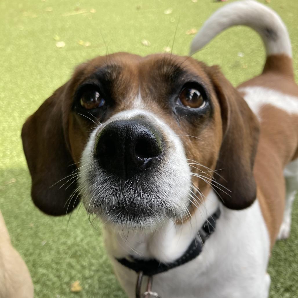 Enlarge Bailey, a Adoptable Beagle in Providence, RI image 2/3