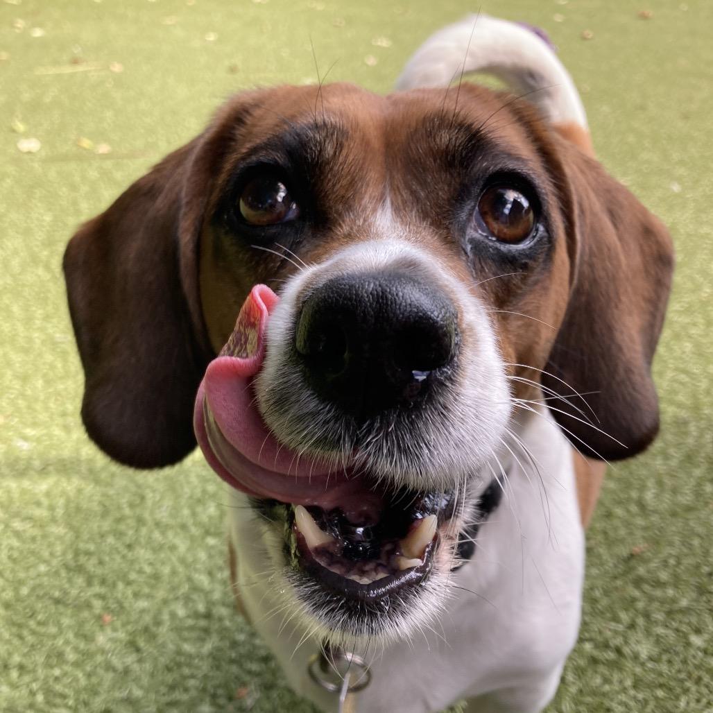 Enlarge Bailey, a Adoptable Beagle in Providence, RI image 3/3