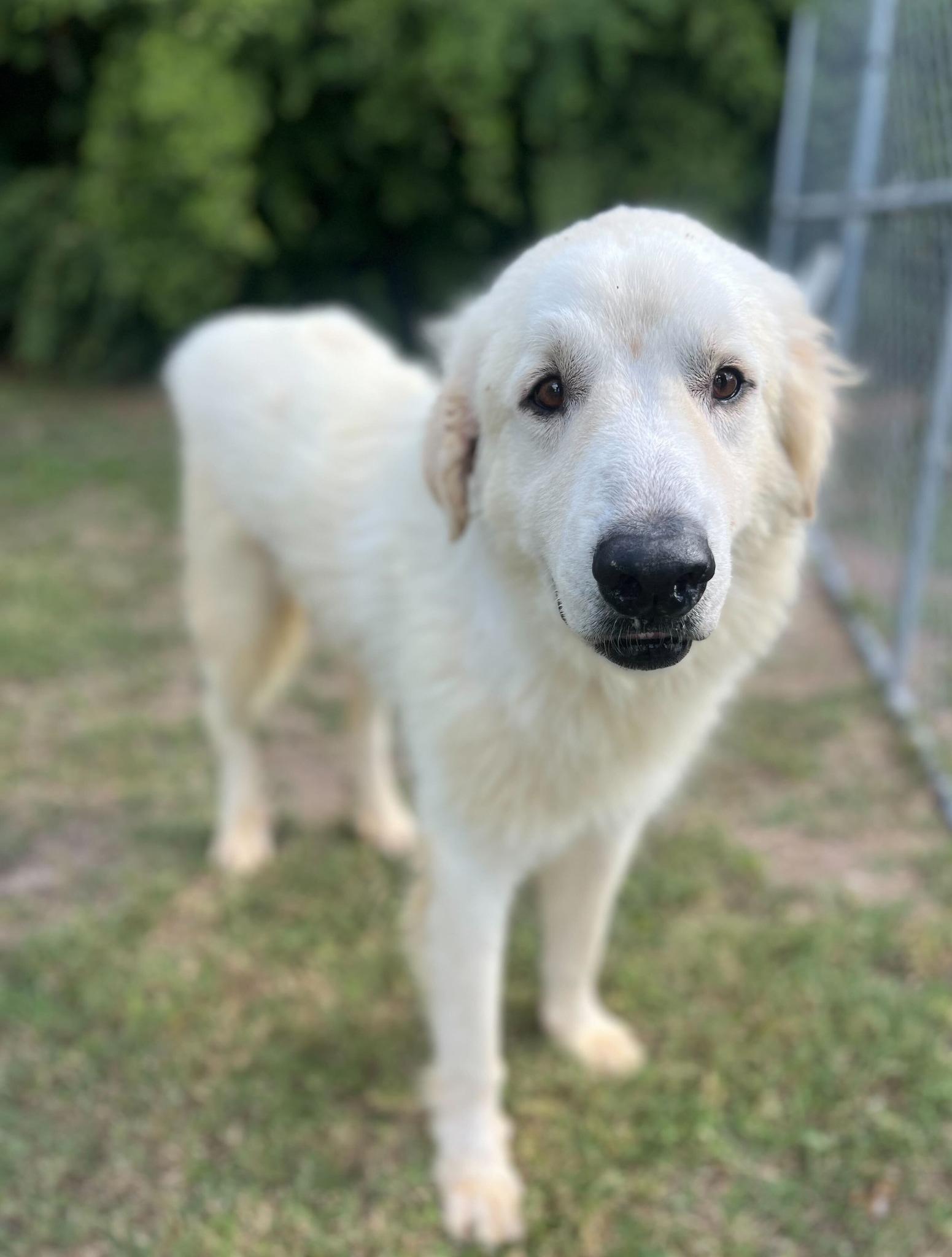 Enlarge Waldo SAT, a Adoptable Great Pyrenees in Quinlan, TX image 2/6