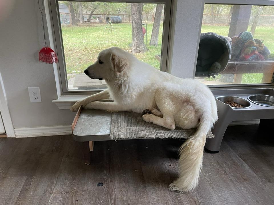 Enlarge Waldo SAT, a Adoptable Great Pyrenees in Quinlan, TX image 3/6