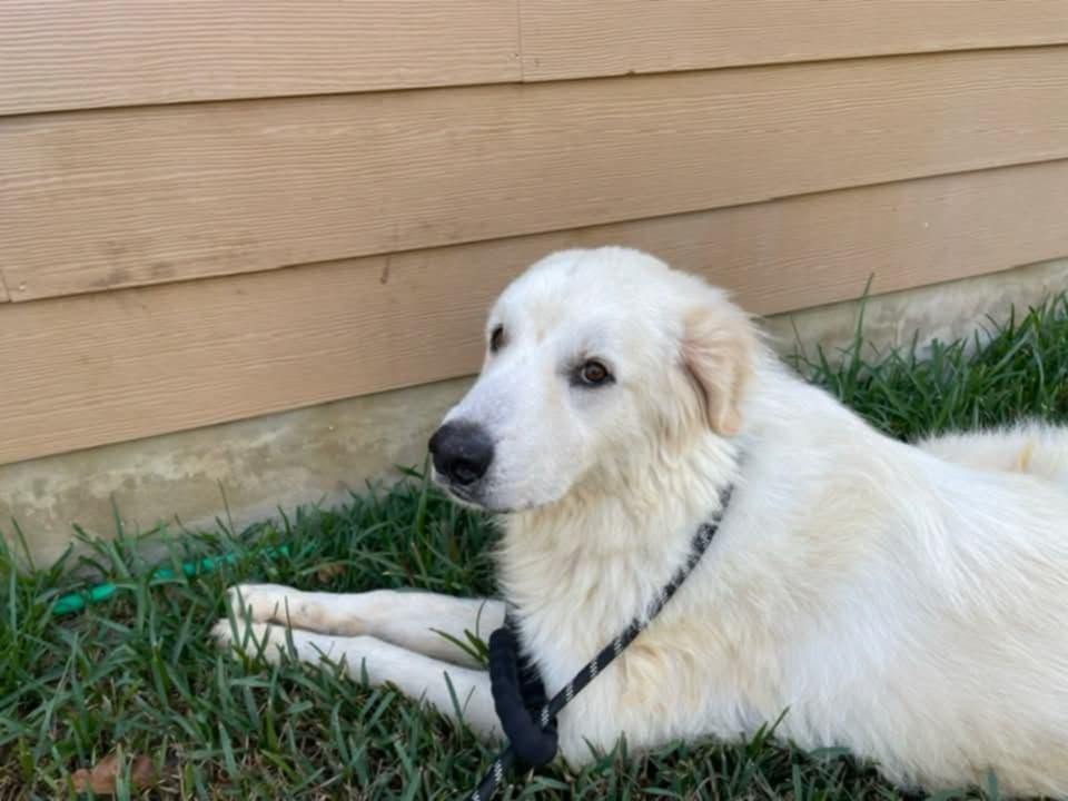 Enlarge Waldo SAT, a Adoptable Great Pyrenees in Quinlan, TX image 4/6