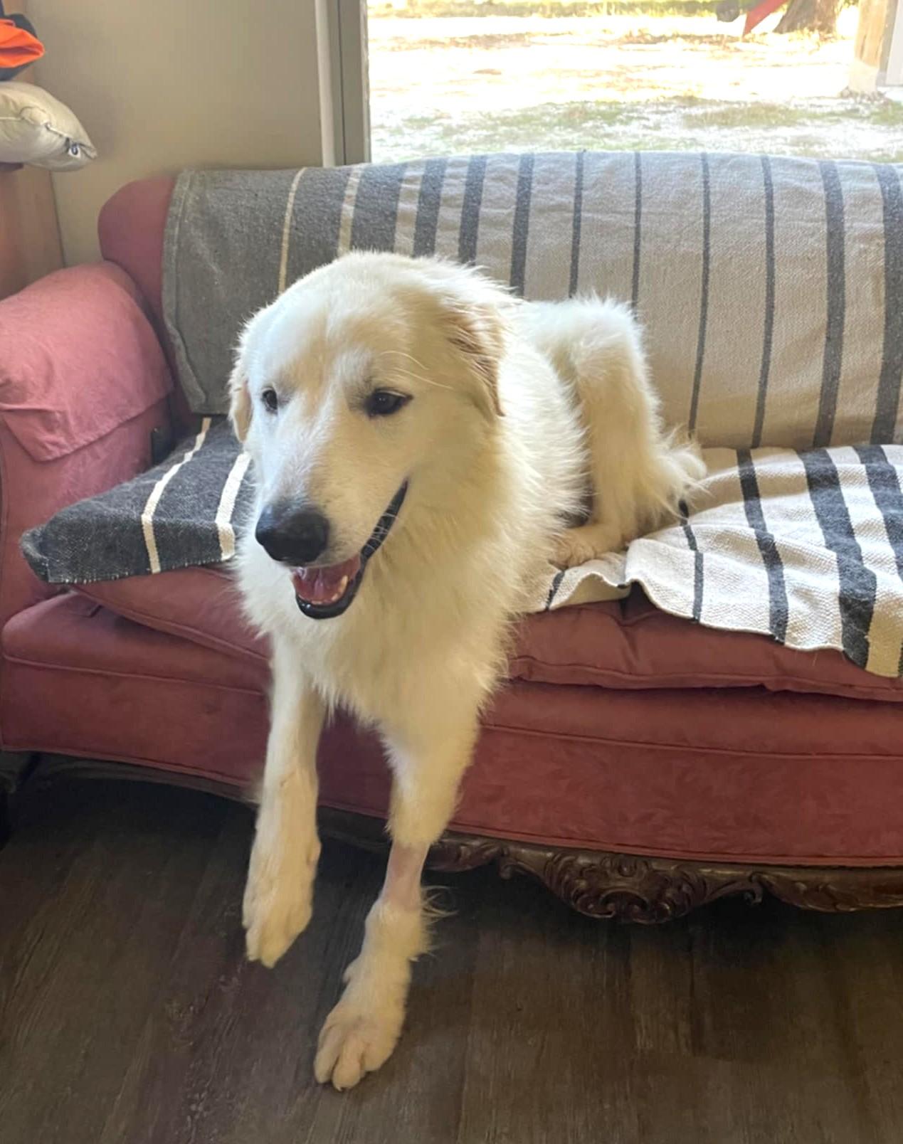 Enlarge Waldo SAT, a Adoptable Great Pyrenees in Quinlan, TX image 5/6