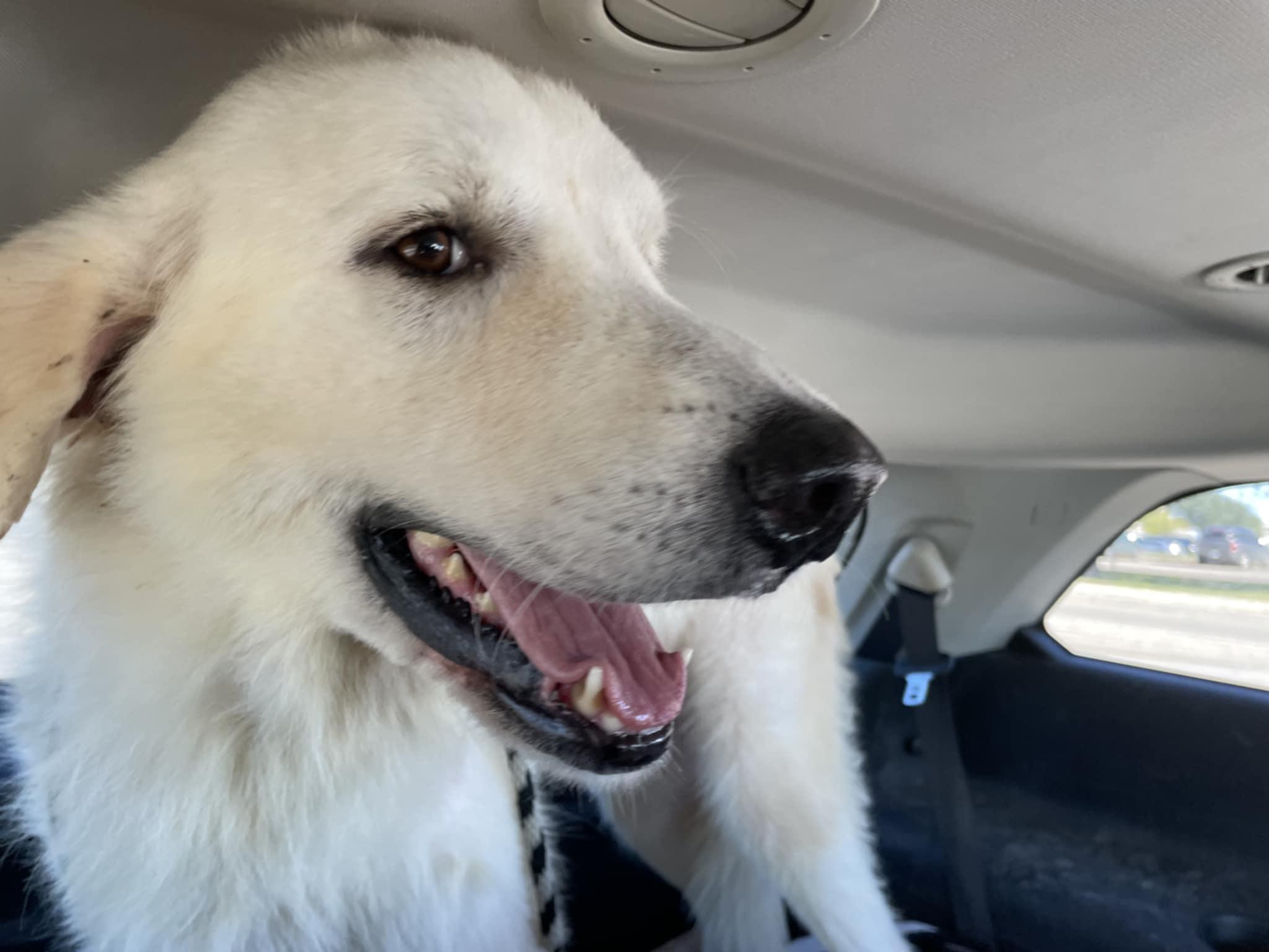 Enlarge Waldo SAT, a Adoptable Great Pyrenees in Quinlan, TX image 6/6