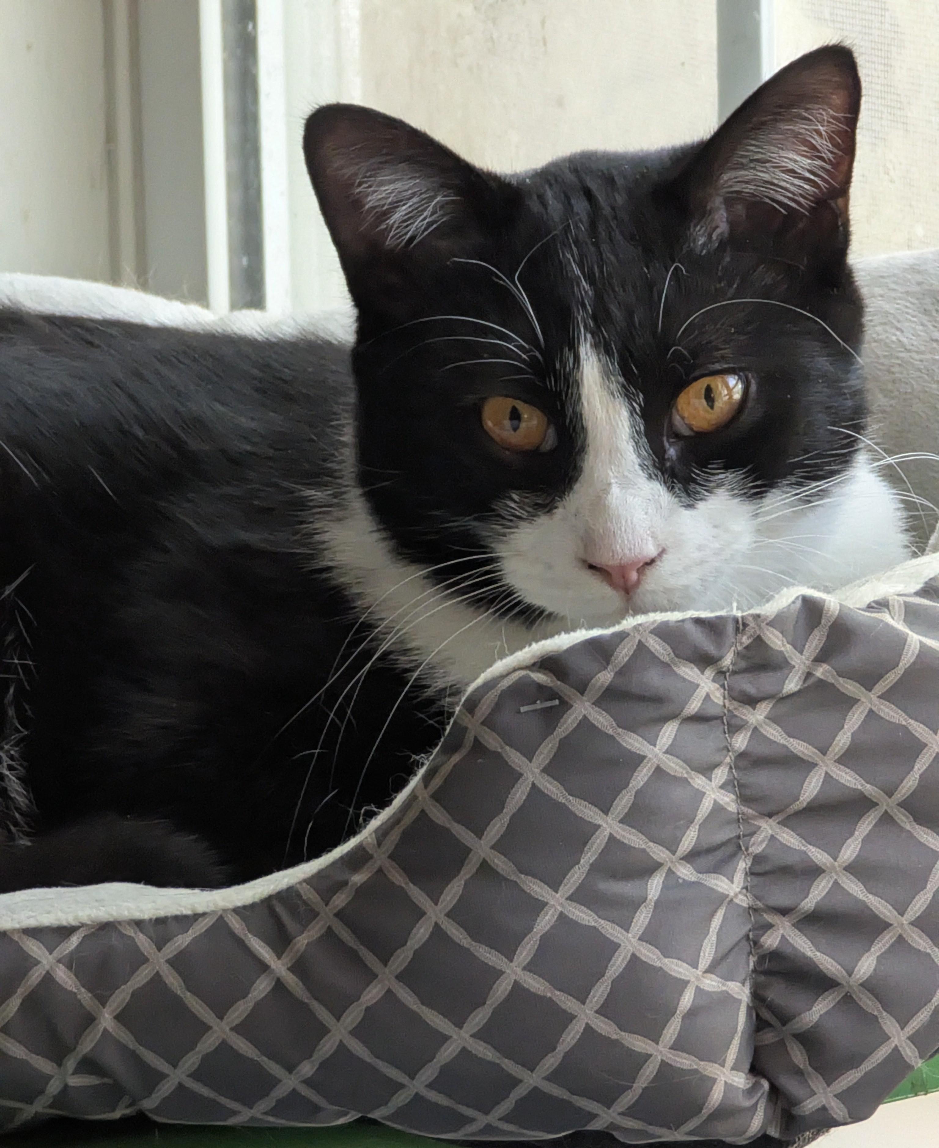 Zorro - Gentle Companion Buddy, Adoptable, Adult Male Domestic Short Hair.