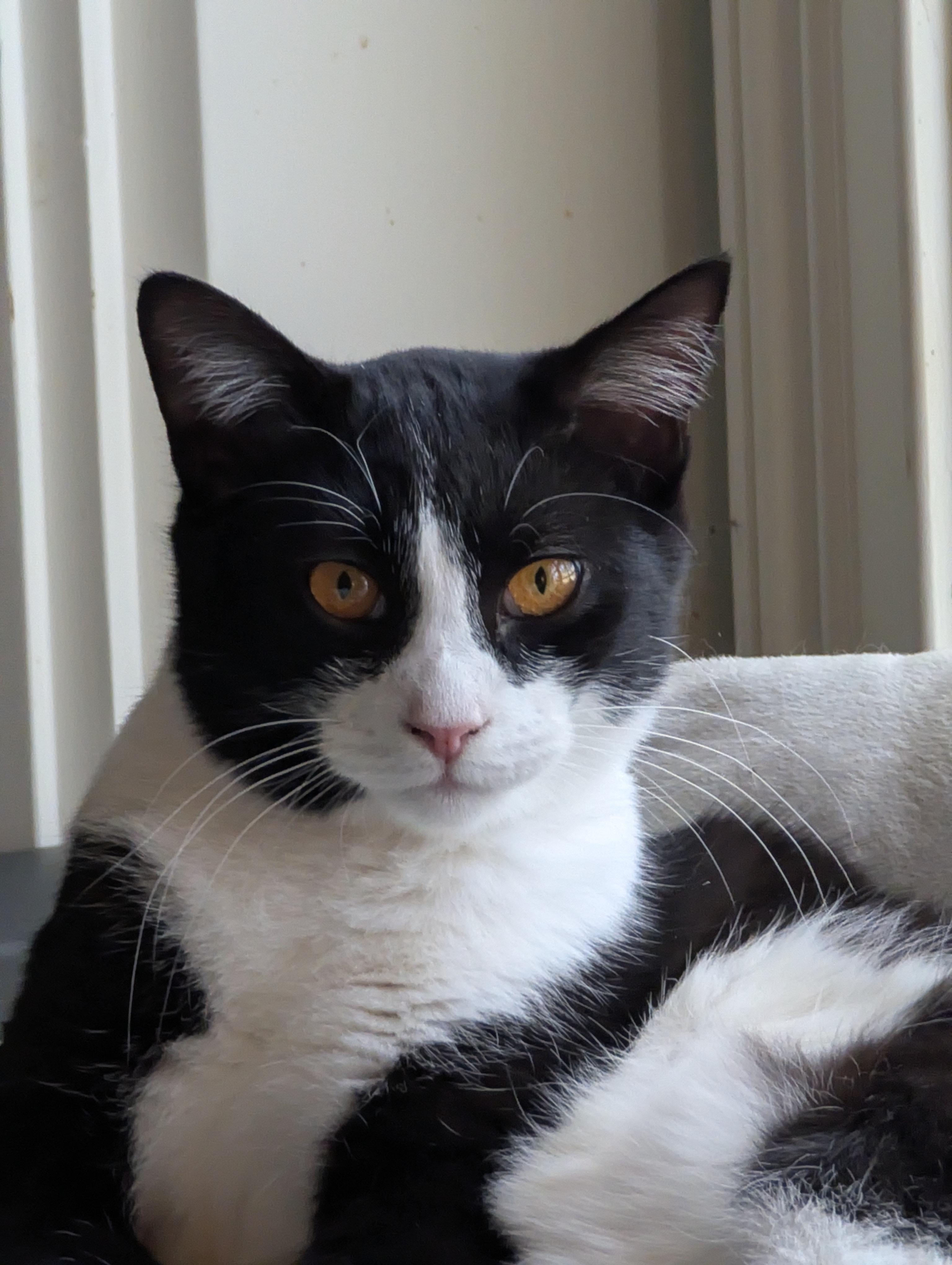Zorro - Gentle Companion Buddy, a Adoptable Domestic Short Hair in Malden, MA image 2/3