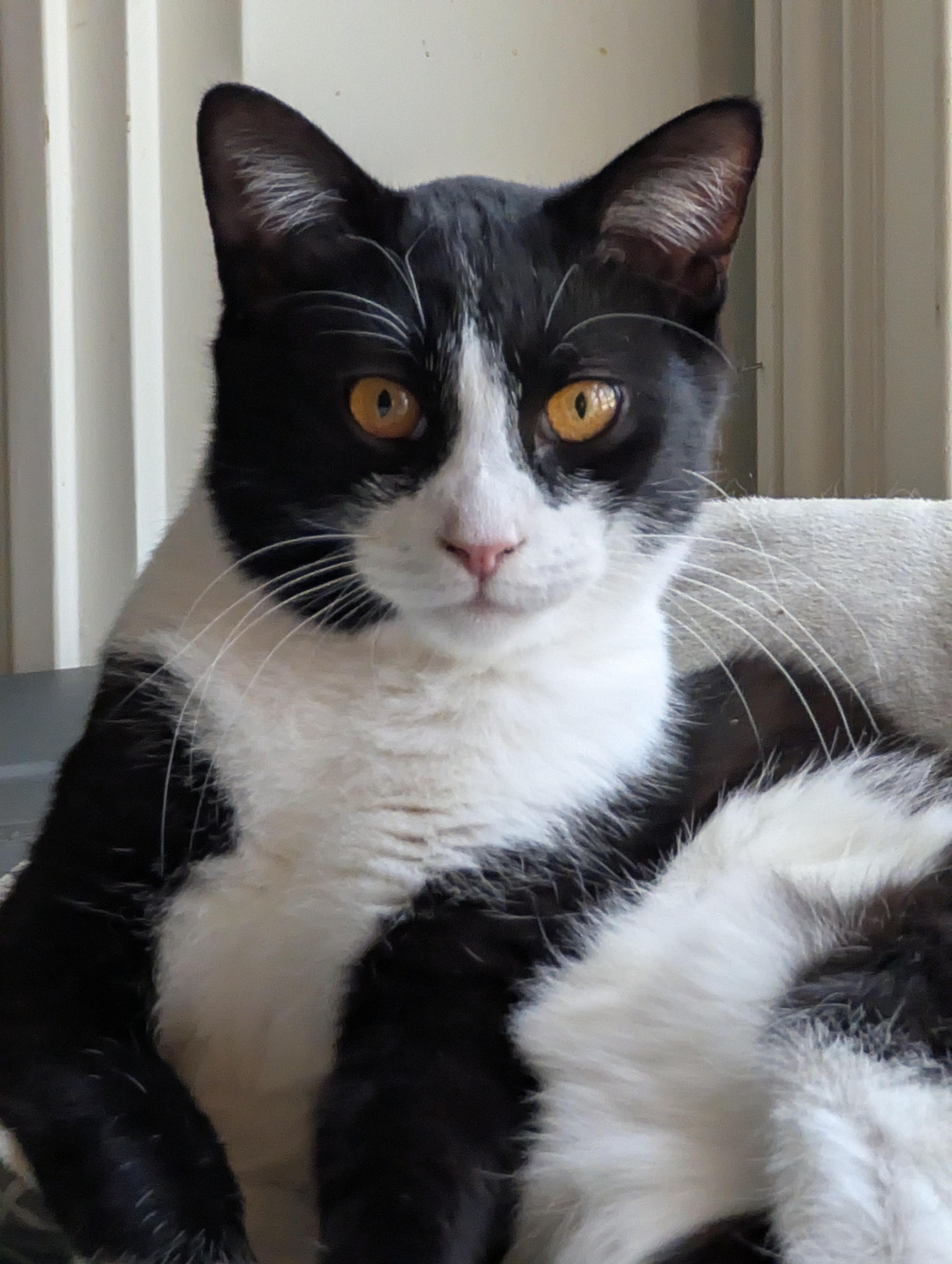 Zorro - Gentle Companion Buddy, a Adoptable Domestic Short Hair in Malden, MA image 3/3