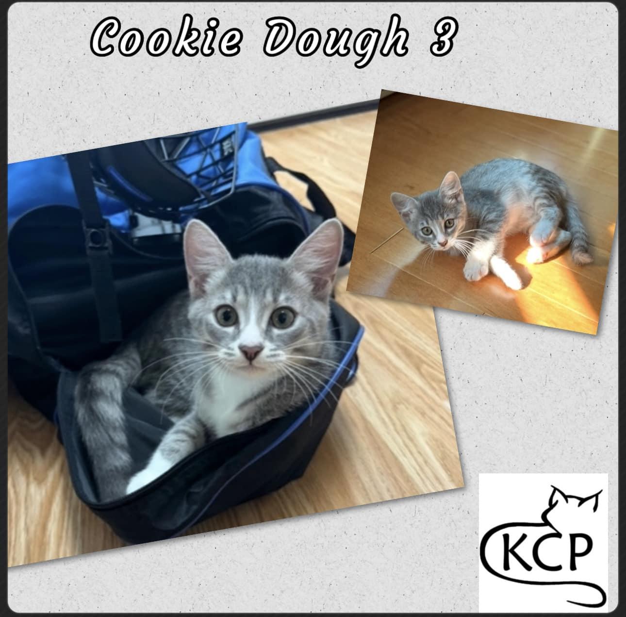Cookie D 3, adopted, Kitten Male Domestic Short Hair.