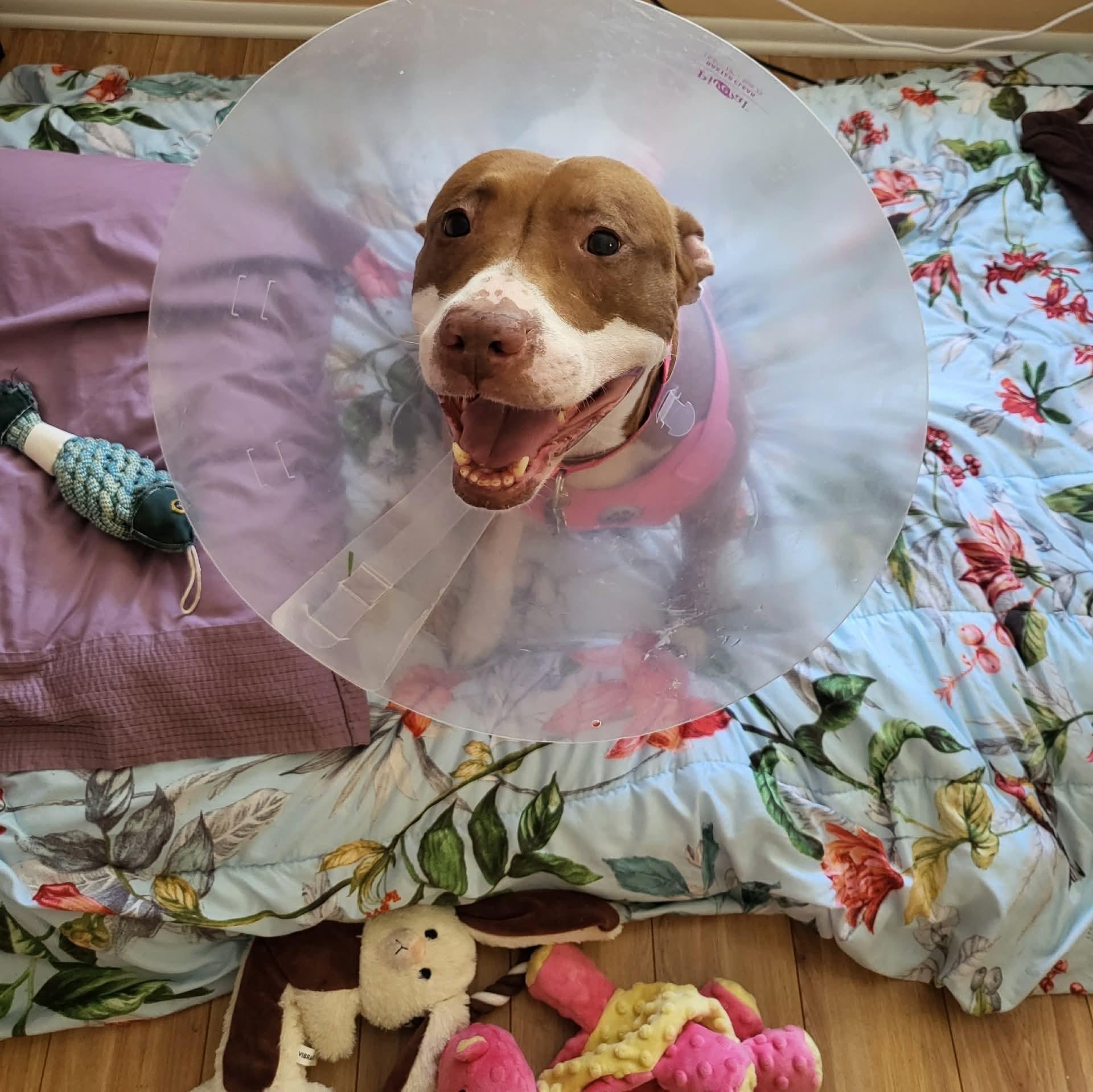 Enlarge Snow Cone, a Adoptable American Staffordshire Terrier in Lakeland, FL image 1/1