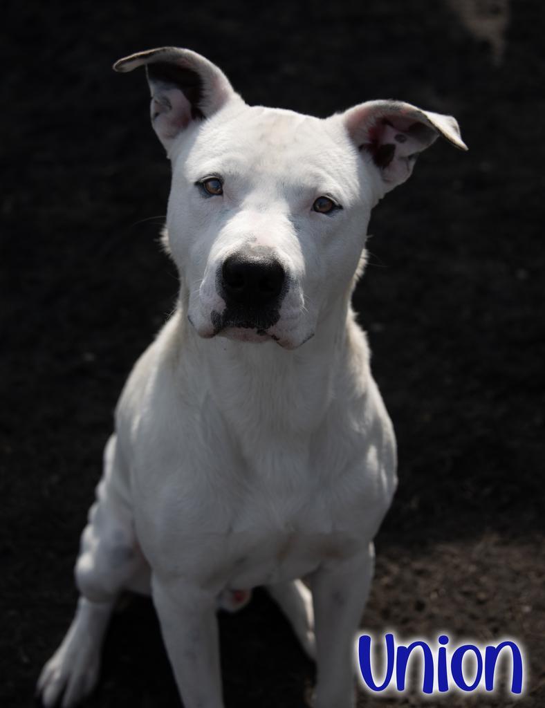 Union, Adoptable, Young Male Pit Bull Terrier.