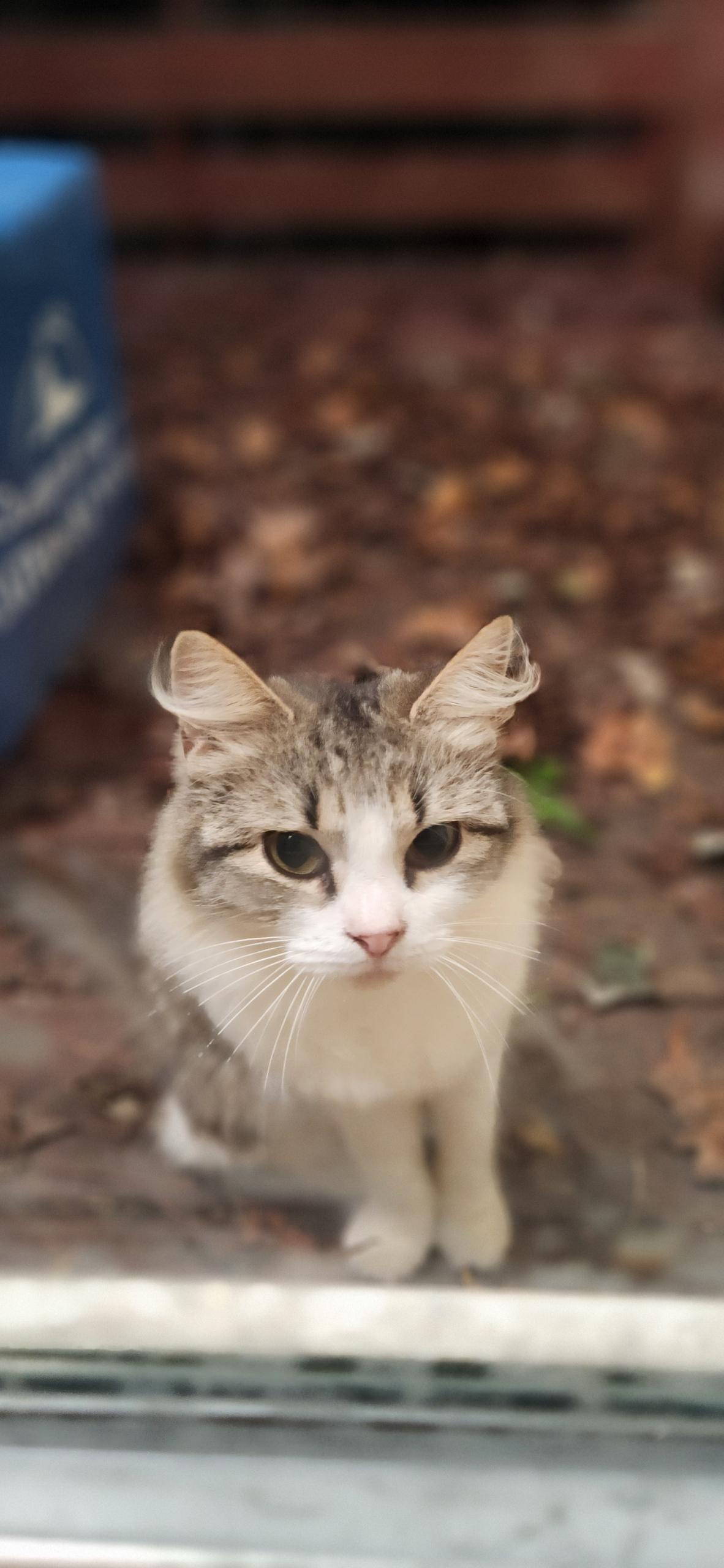 Rainbow, Adoptable, Young Female Domestic Long Hair.