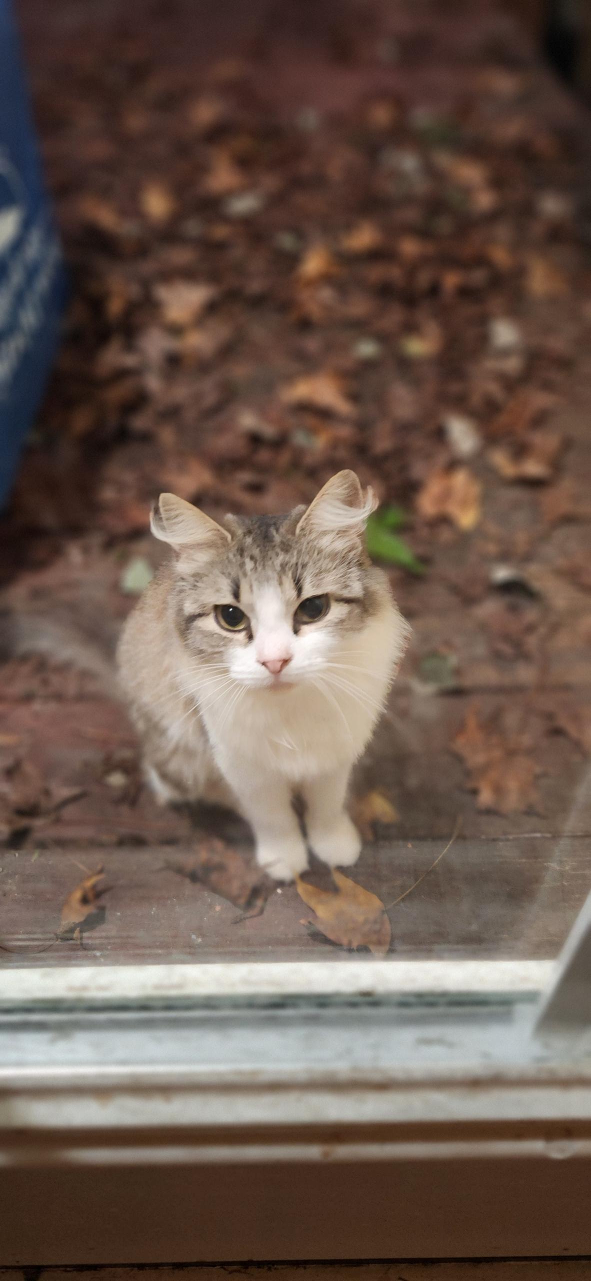 Enlarge Rainbow, a Adoptable mixed breed in Rock Spring, GA image 3/3