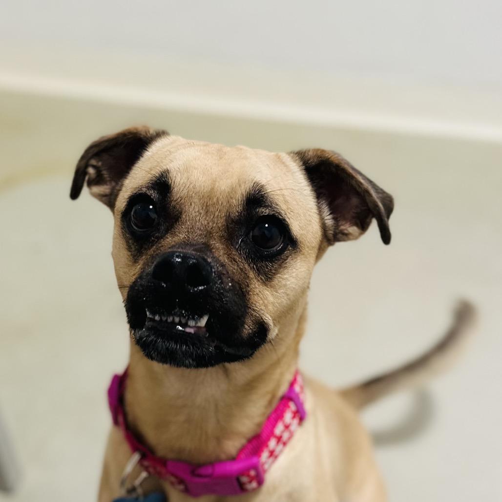 Leslie - Costa Mesa Location, Adoptable, Adult Female Pug.