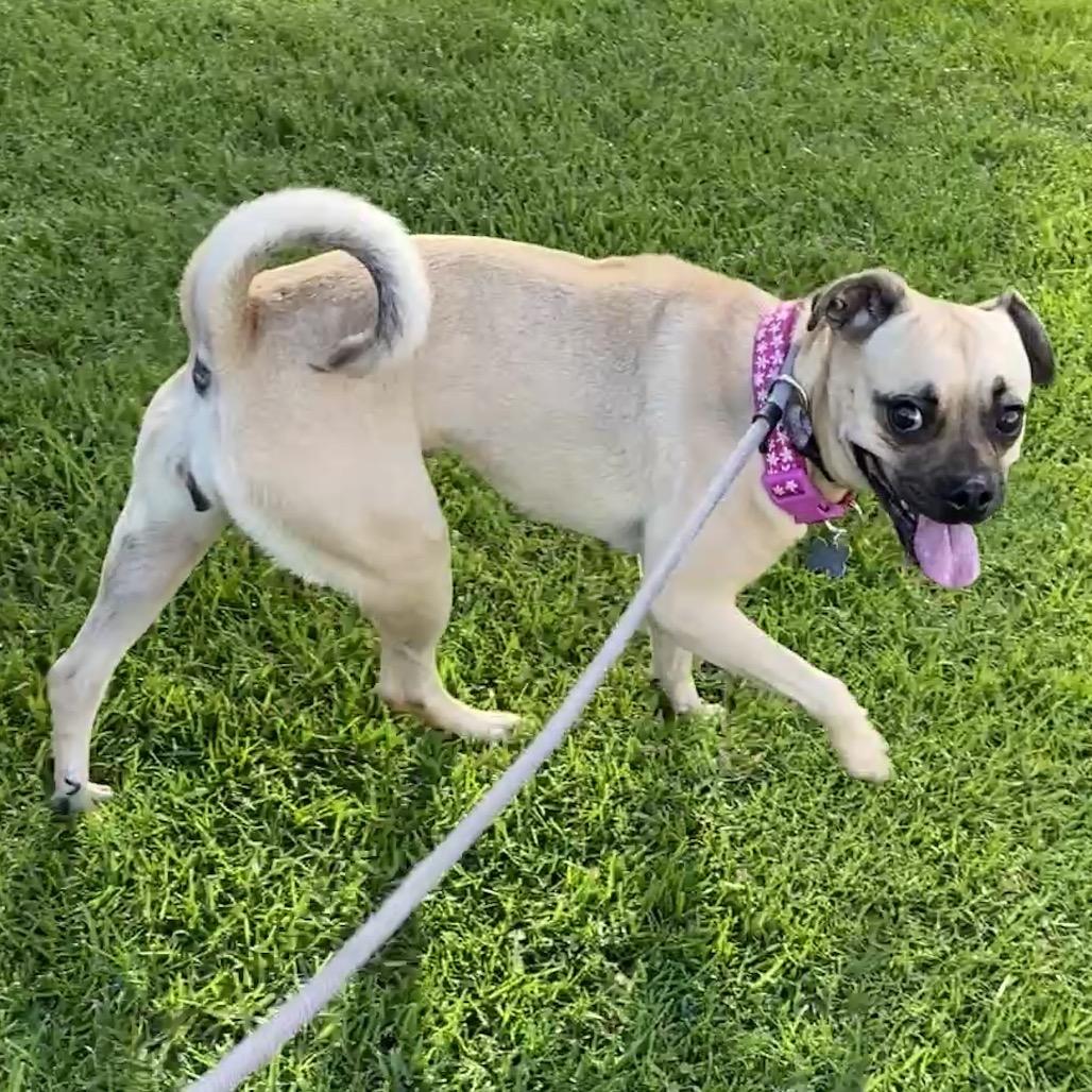 Enlarge Leslie - Costa Mesa Location, a Adoptable mixed breed in Chino Hills, CA image 2/6