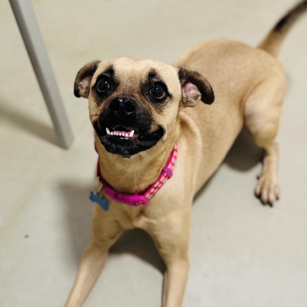 Enlarge Leslie - Costa Mesa Location, a Adoptable mixed breed in Chino Hills, CA image 3/6