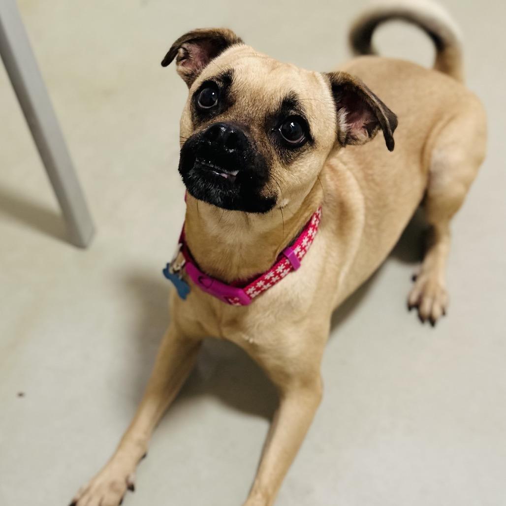 Enlarge Leslie - Costa Mesa Location, a Adoptable mixed breed in Chino Hills, CA image 4/6