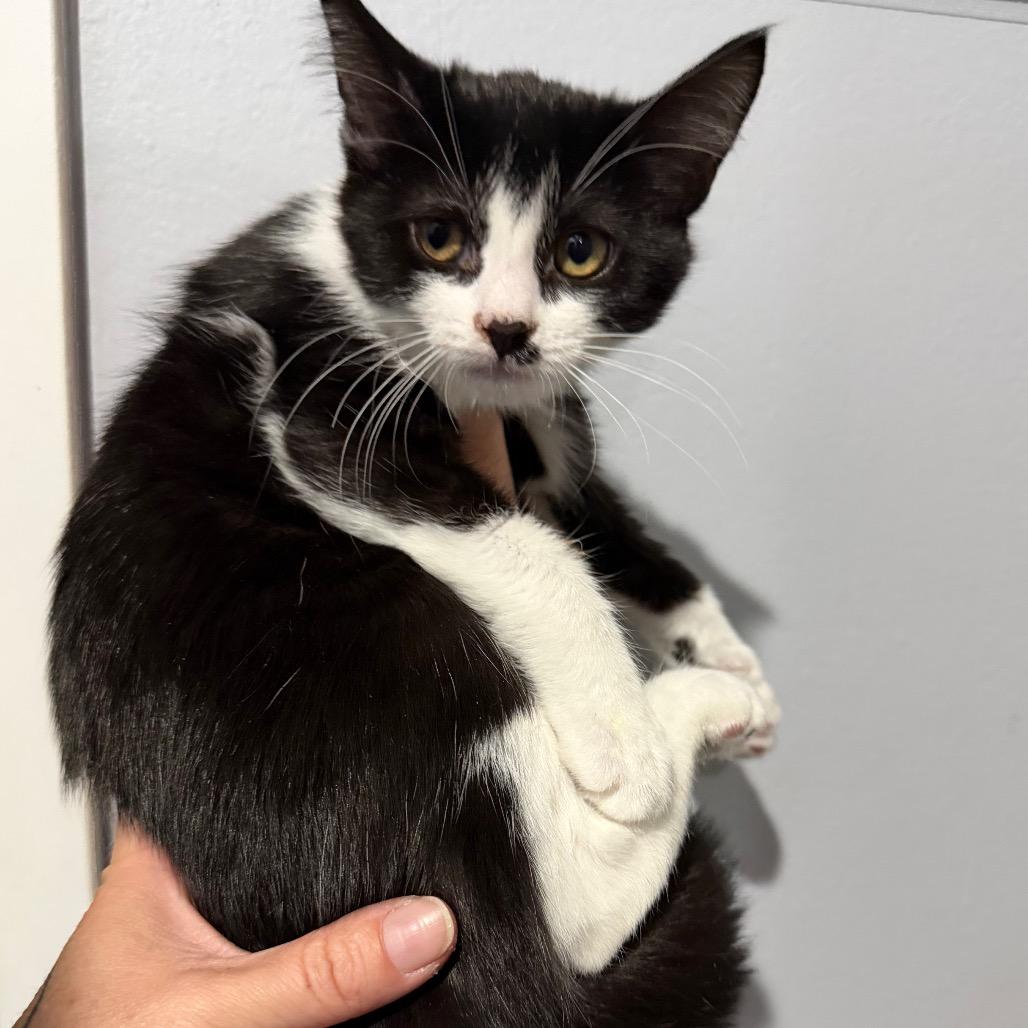 Claire, a Adoptable mixed breed in Simi Valley, CA image 2/2