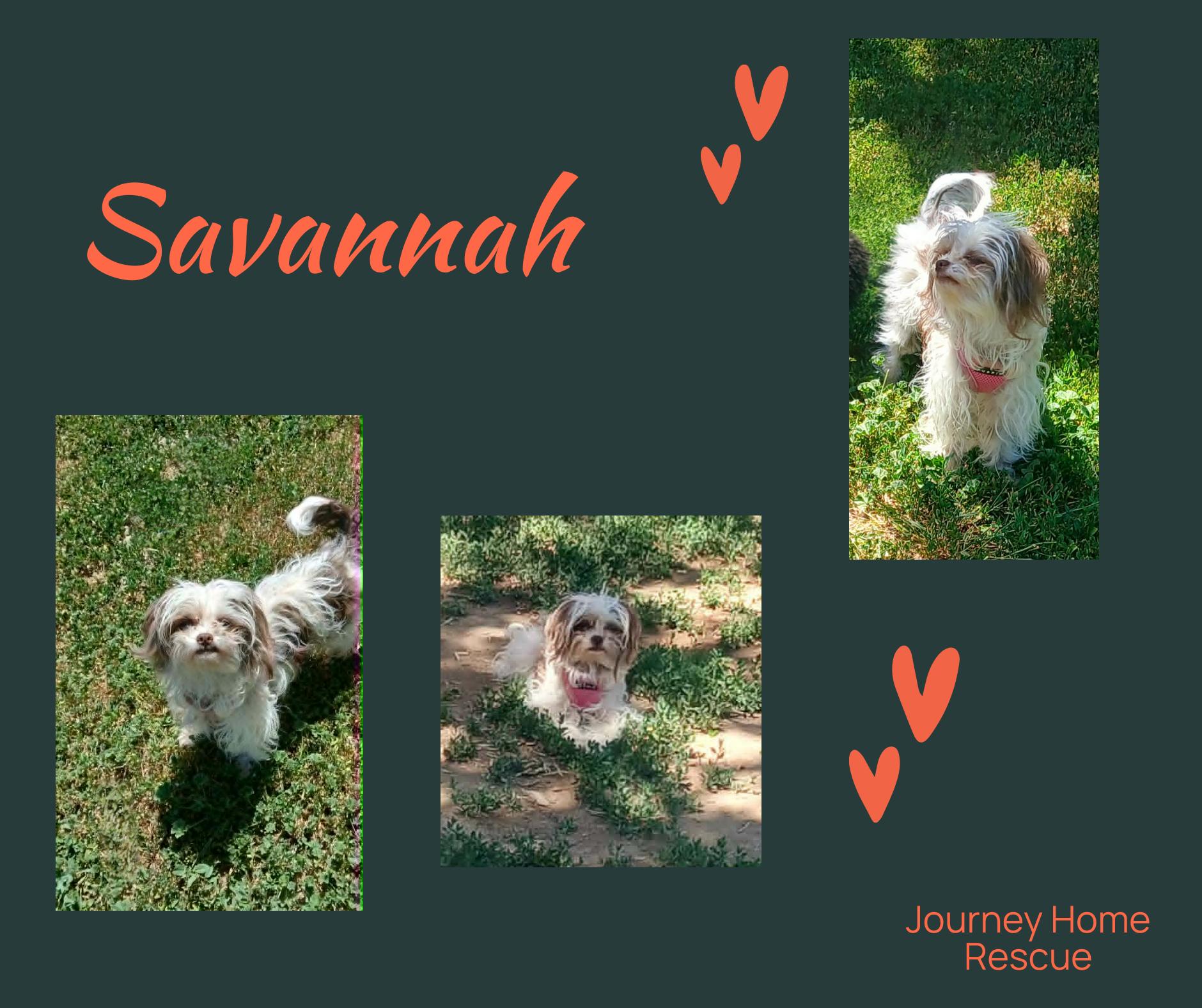 Savannah, ADOPTABLE, Adult Female Maltese & Yorkshire Terrier.