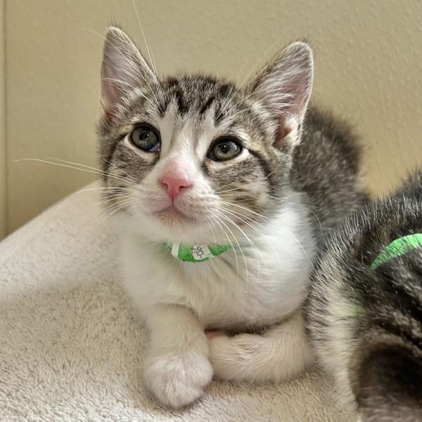 Enlarge Lime, a Adoptable mixed breed in Dublin, CA image 1/1