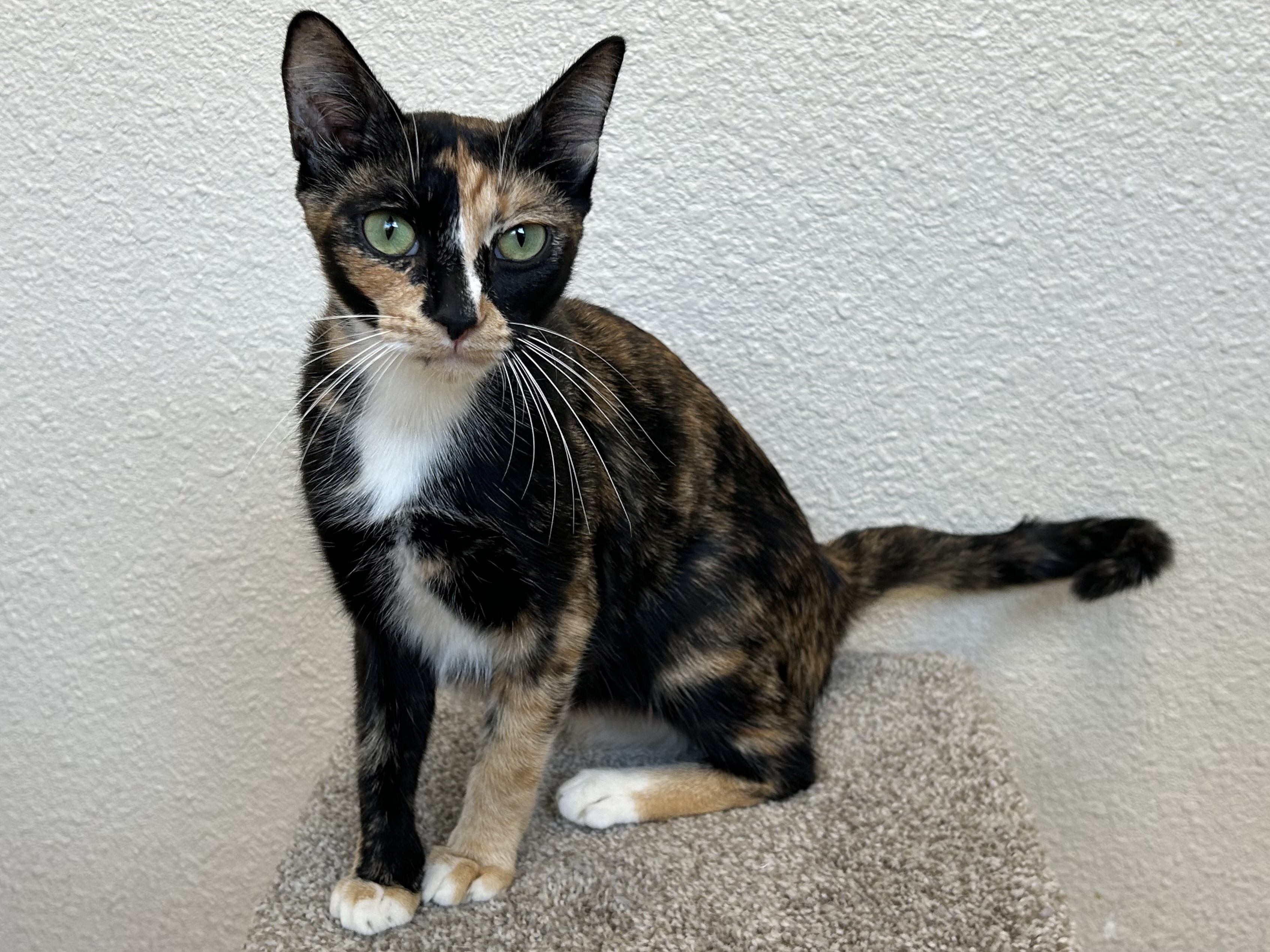 Cat for adoption Meadow, a Domestic Short Hair in Mission Viejo, CA