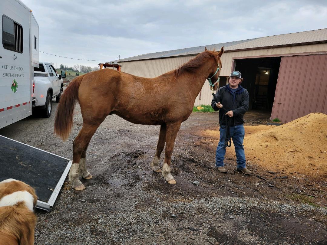 Enlarge Saxon, a Adopted Arabian in Leitchfield , KY image 1/4