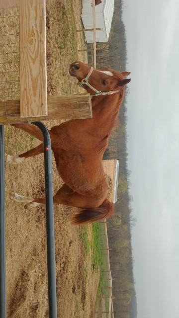 Enlarge Saxon, a Adopted Arabian in Leitchfield , KY image 2/4