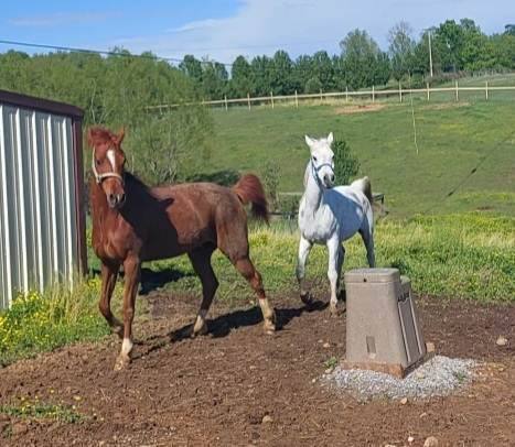 Enlarge Saxon, a Adopted Arabian in Leitchfield , KY image 3/4