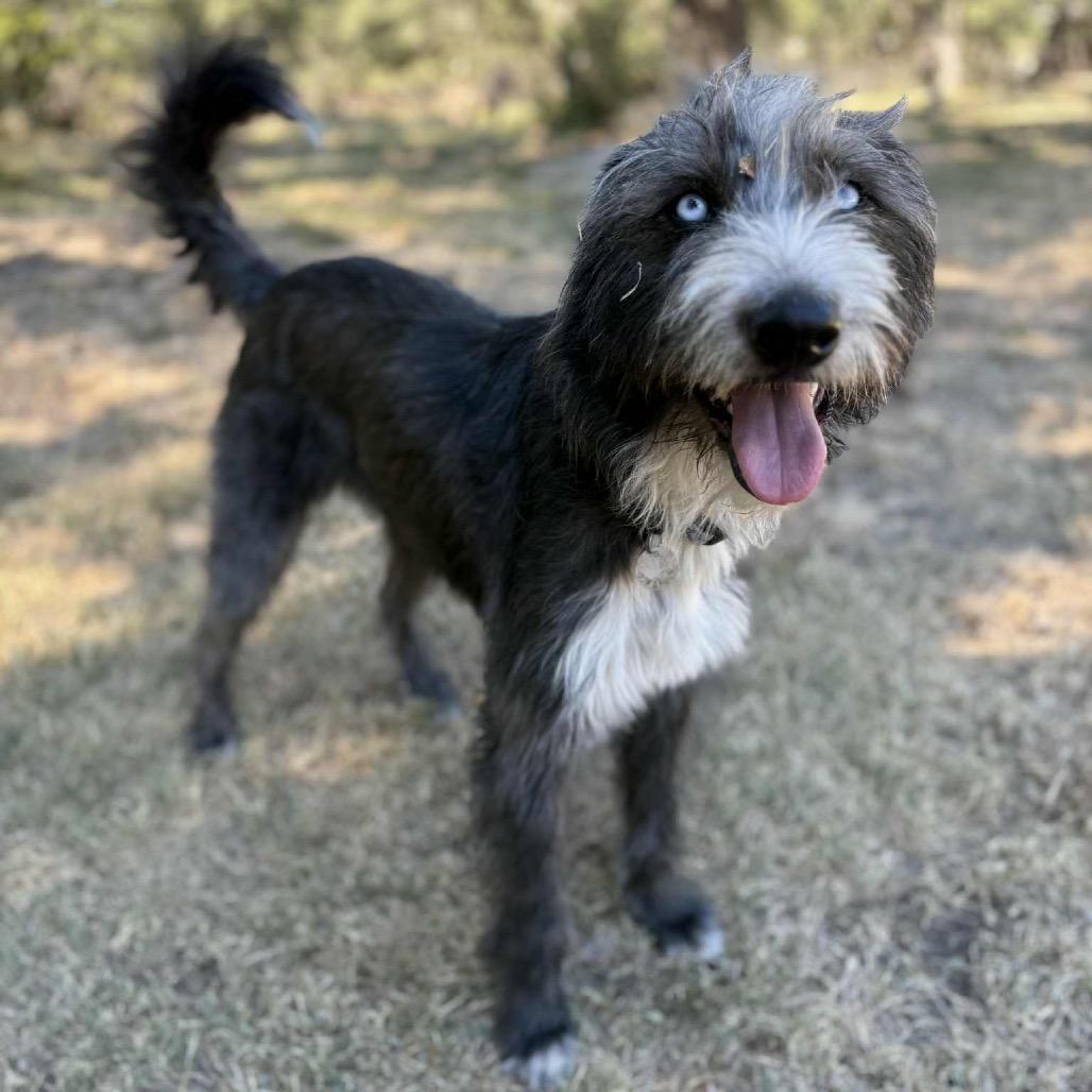 Harper Jane (San Antonio), a Adoptable mixed breed in Houston, TX image 2/6