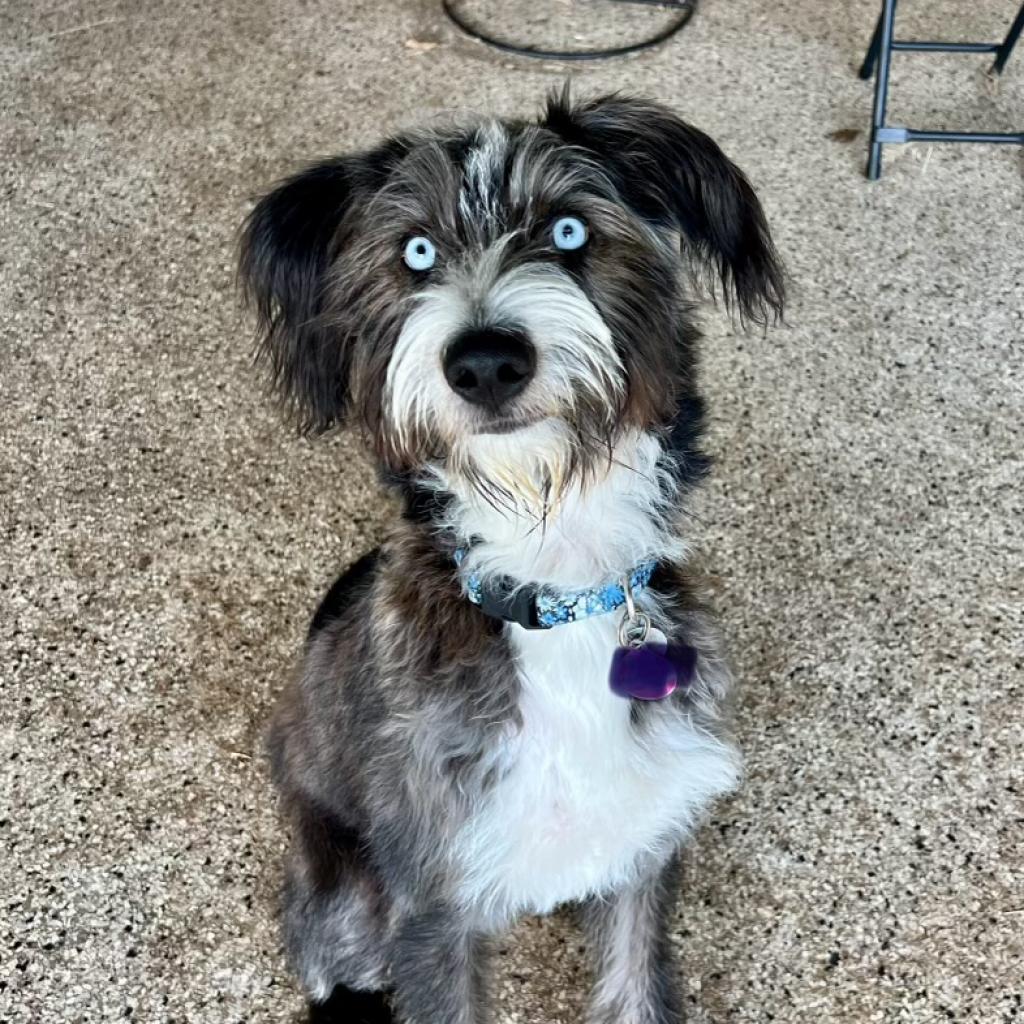 Enlarge Harper Jane (San Antonio), a Adoptable mixed breed in Houston, TX image 3/6