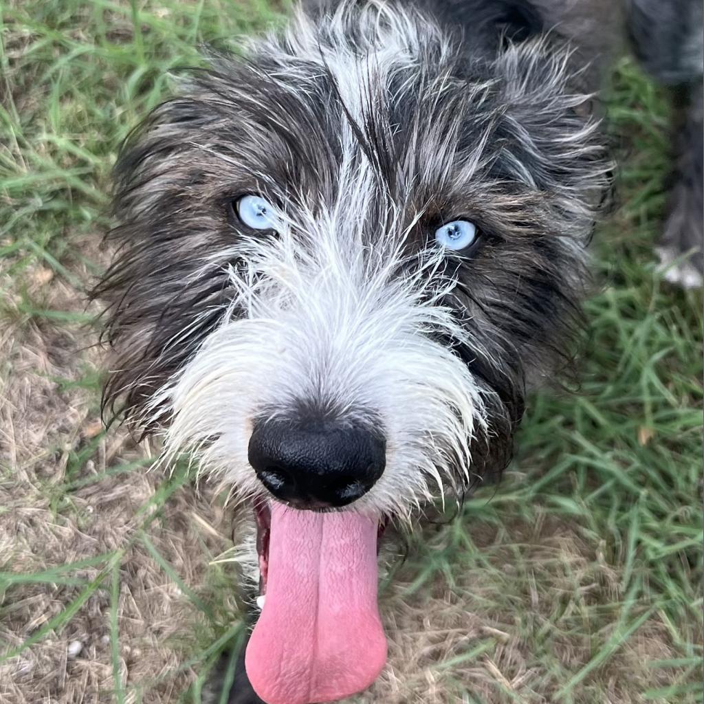 Harper Jane (San Antonio), a Adoptable mixed breed in Houston, TX image 5/6