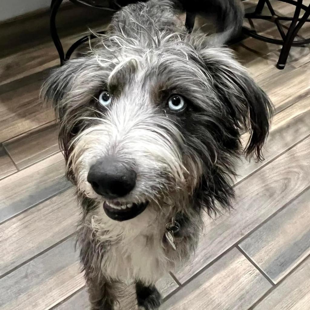 Enlarge Harper Jane (San Antonio), a Adoptable mixed breed in Houston, TX image 4/6