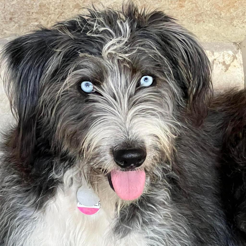 Enlarge Harper Jane (San Antonio), a Adoptable mixed breed in Houston, TX image 3/6