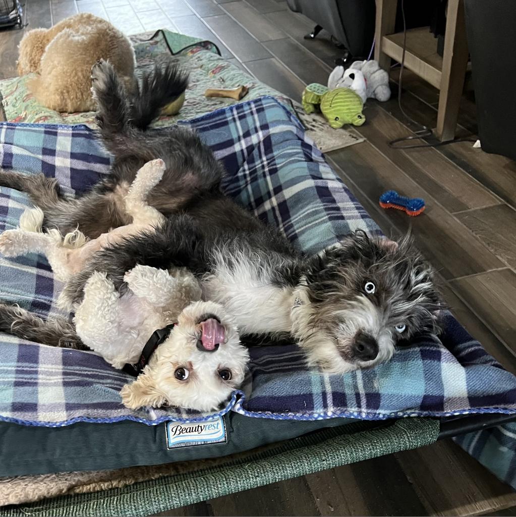 Harper Jane (San Antonio), a Adoptable mixed breed in Houston, TX image 6/6