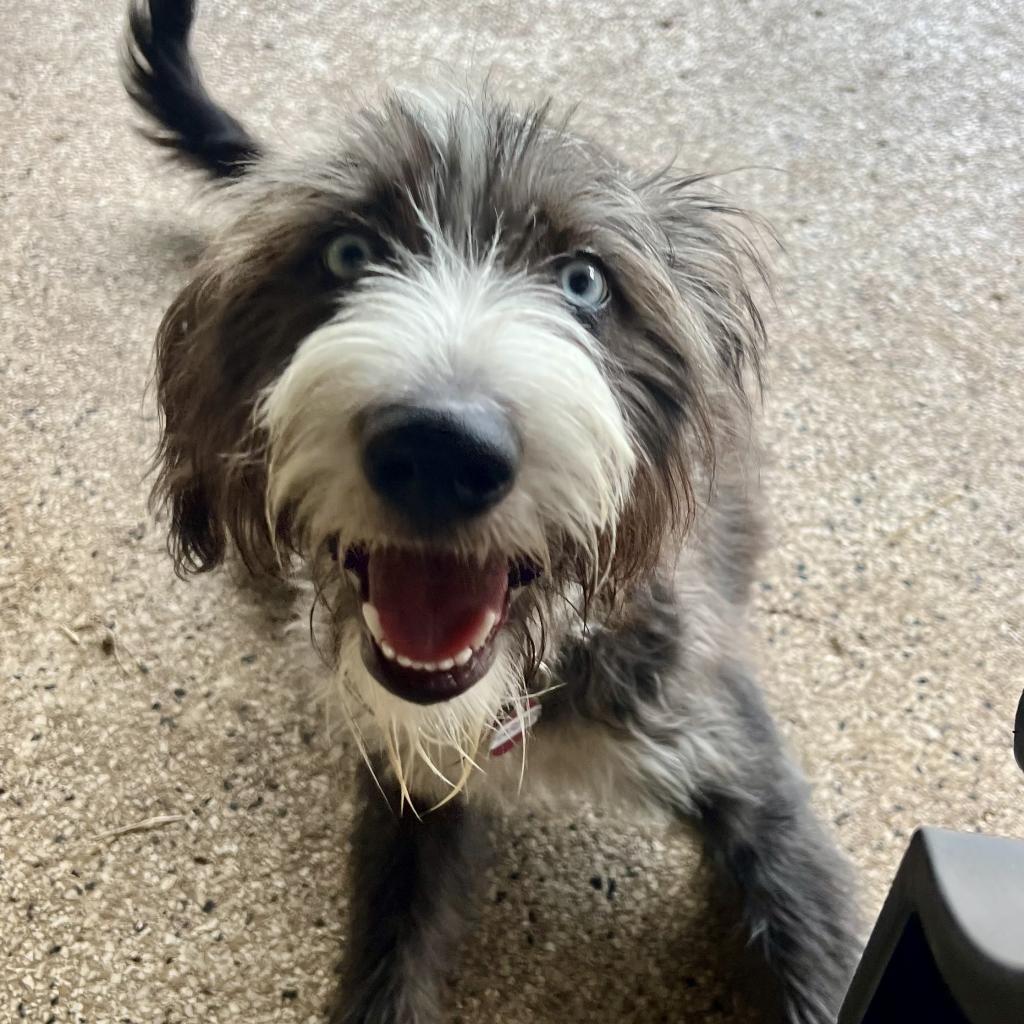 Enlarge Harper Jane (San Antonio), a Adoptable mixed breed in Houston, TX image 5/6