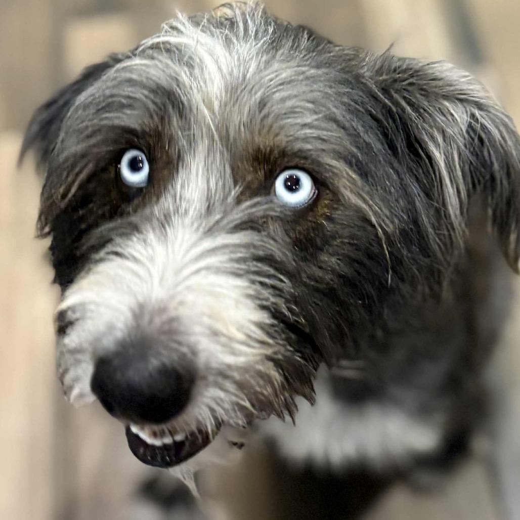 Enlarge Harper Jane (San Antonio), a Adoptable mixed breed in Houston, TX image 6/6