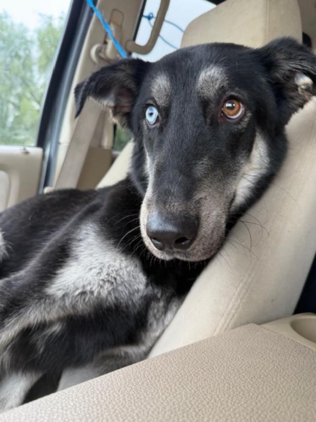 Harlo, Adoptable, Young Male Siberian Husky.