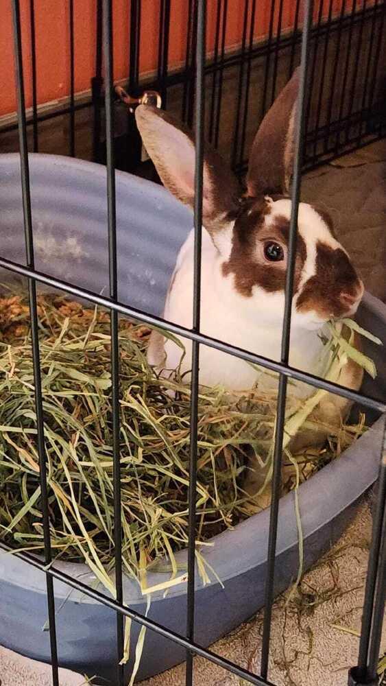 Puddles, Adoptable, Young Male Rex & English Spot.