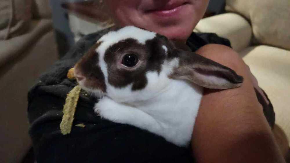 Puddles, a Adoptable mixed breed in Melbourne, FL image 4/6