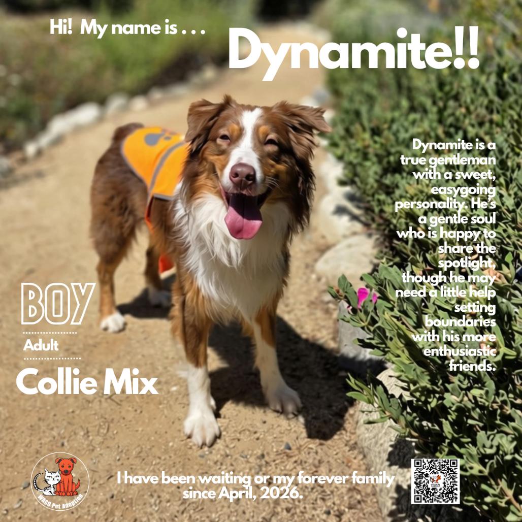 Dynamite, Adoptable, Adult Male Australian Shepherd.