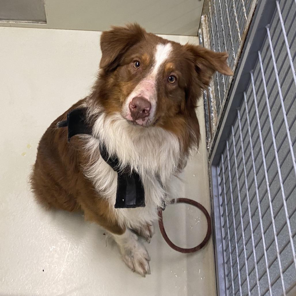 Dynamite, a Adoptable Australian Shepherd in Westminster, CA image 2/2