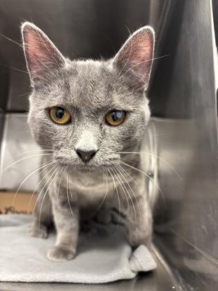 Smokey, adopted, Young Male Domestic Short Hair.