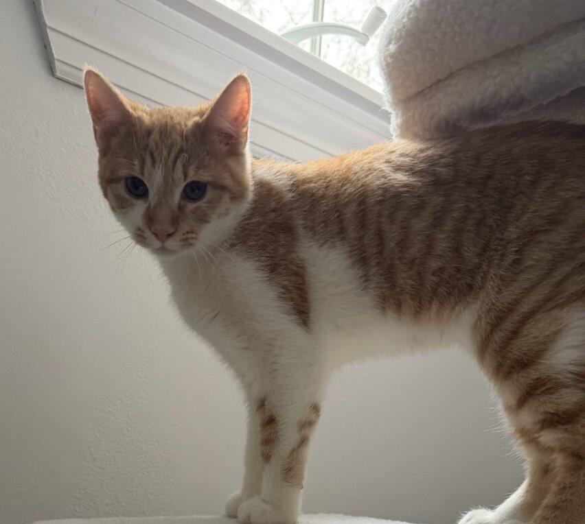 Enlarge Buddy, an adopted Domestic Short Hair in Wayne, NJ image 4/4