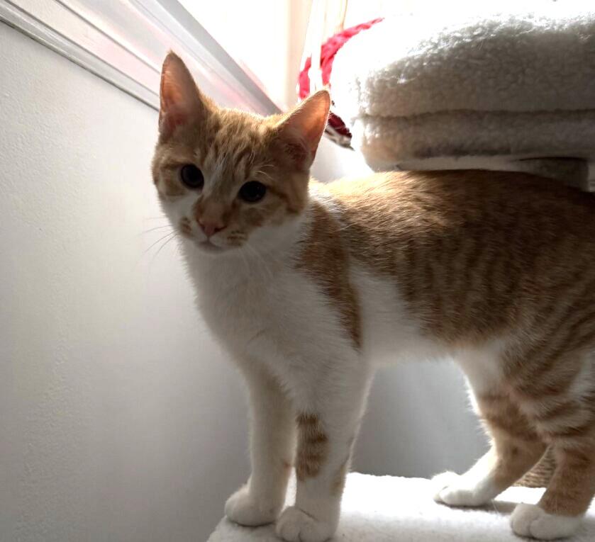 Enlarge Buddy, an adopted Domestic Short Hair in Wayne, NJ image 2/4