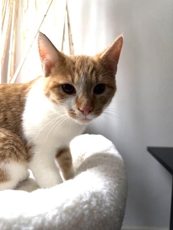 Enlarge Buddy, an adopted Domestic Short Hair in Wayne, NJ image 3/4