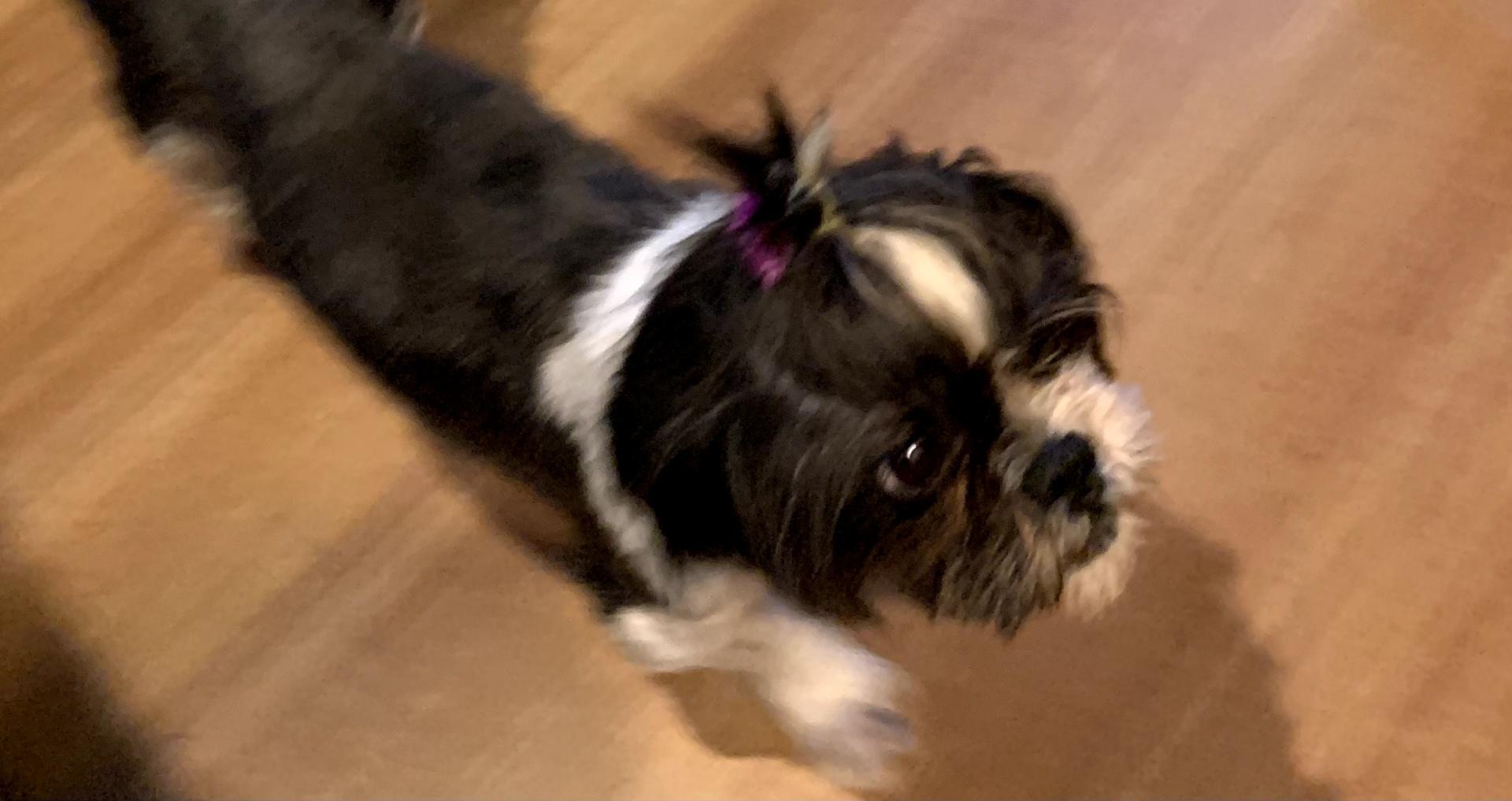 Betsy, Adopted, Adult Female Shih Tzu.