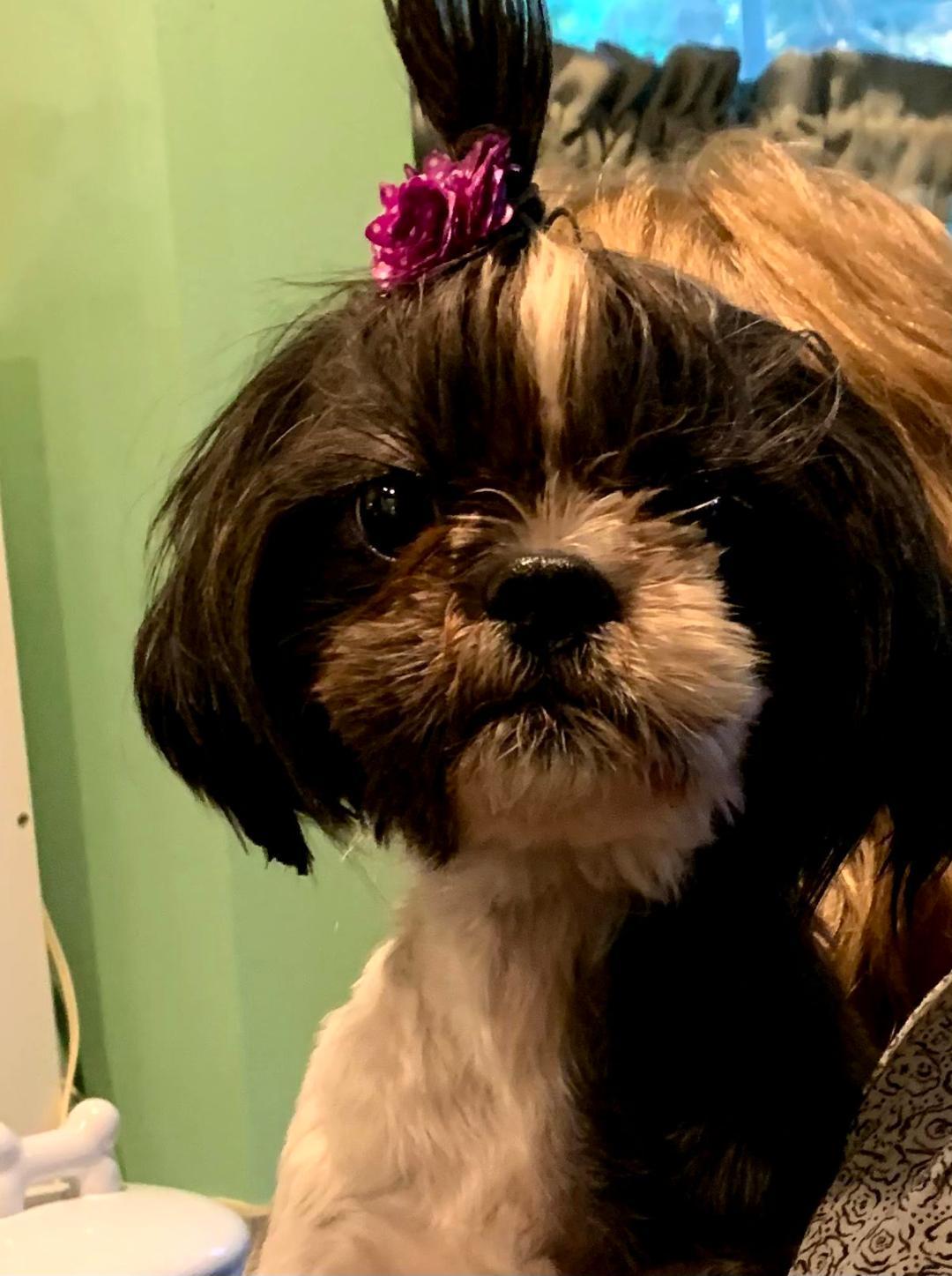 Betsy, a Adopted Shih Tzu in Franklinville, NJ image 2/2