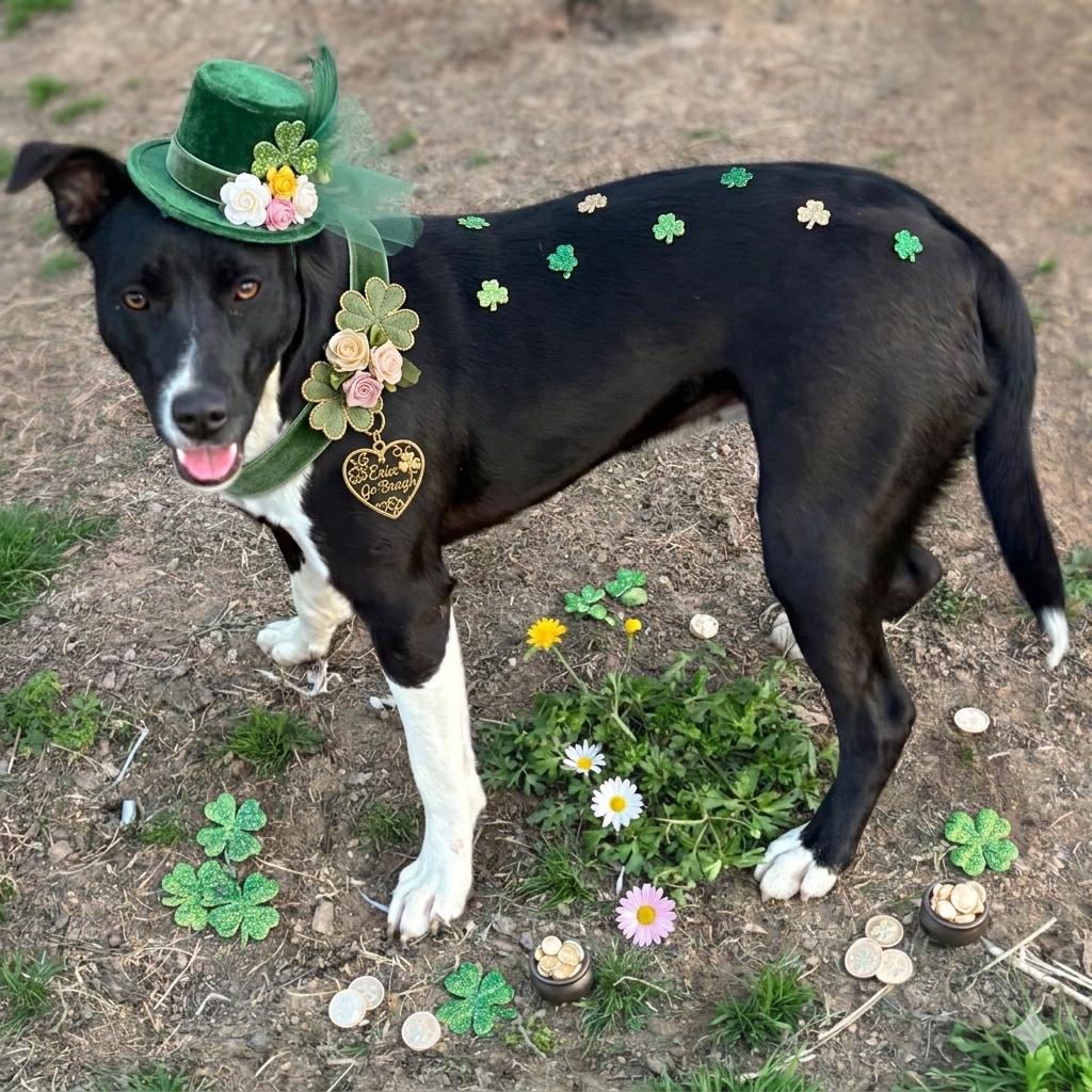 Daisy II, Adoptable, Adult Female Border Collie.